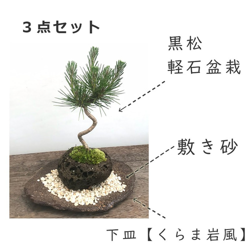 モダンな景色をお楽しみください【黒松の軽石盆栽・くらま岩器・敷砂