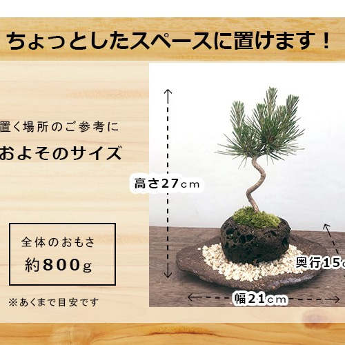 モダンな景色をお楽しみください【黒松の軽石盆栽・くらま岩器・敷砂