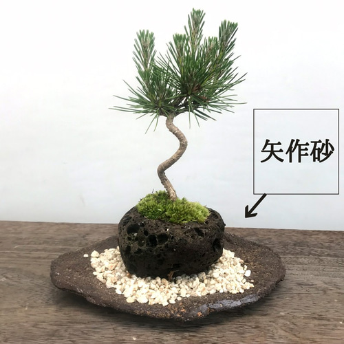 モダンな景色をお楽しみください【黒松の軽石盆栽・くらま岩器・敷砂