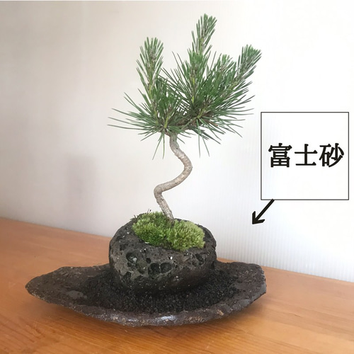 モダンな景色をお楽しみください【黒松の軽石盆栽・くらま岩器・敷砂