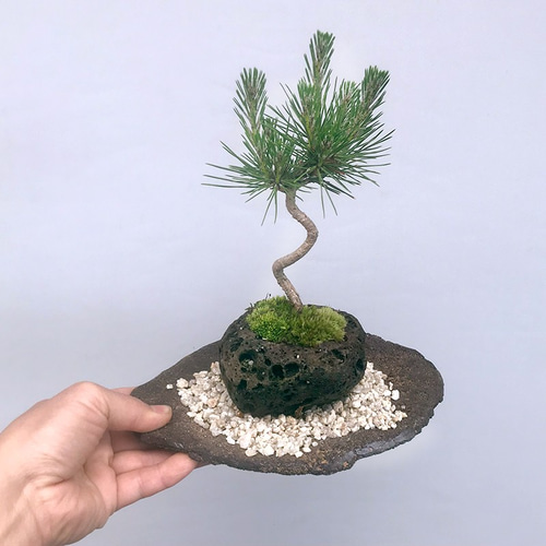 モダンな景色をお楽しみください【黒松の軽石盆栽・くらま岩器・敷砂