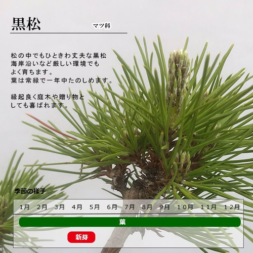 黒松 庭木 辛かっ 3本 ◇近畿地方限定送料無料