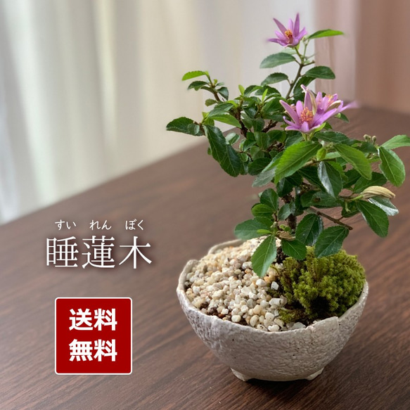 皐月 白蓮 ※花終わり 樹高27cm 中品盆栽 半懸崖 根上り 綺麗な花 毎年5月から夏ごろに美しい花が楽しめる【睡蓮木（スイレンボク