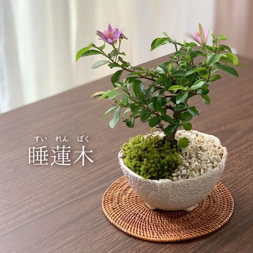 大人気新作 スイレンボク 睡蓮木 観葉植物 苗 花木 植物/観葉植物 ...