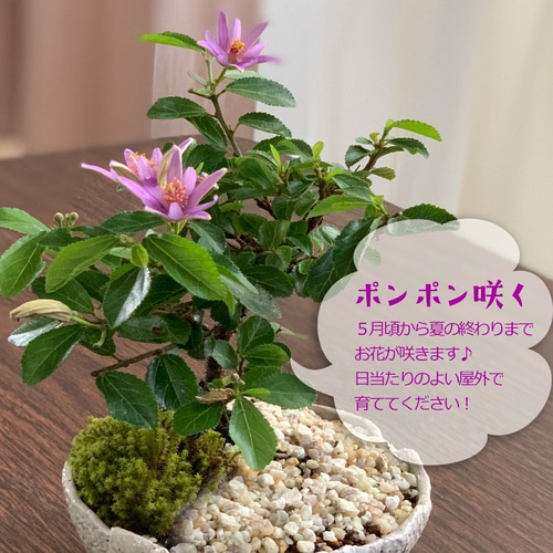 皐月 白玲 ※花終わり 樹高54cm 花物盆栽 盆養木 綺麗な