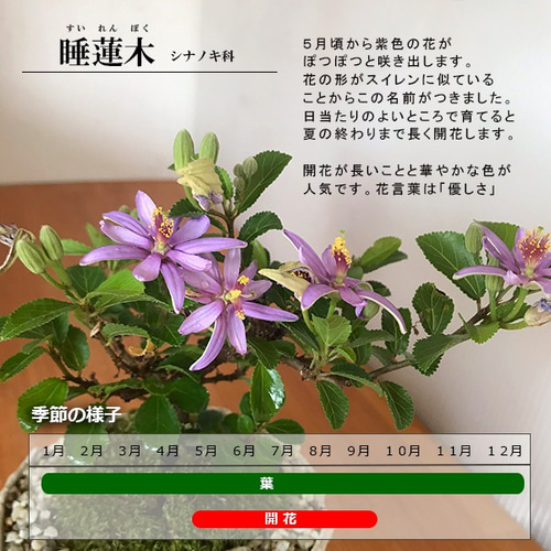 毎年5月から夏ごろに美しい花が楽しめる【睡蓮木（スイレンボク