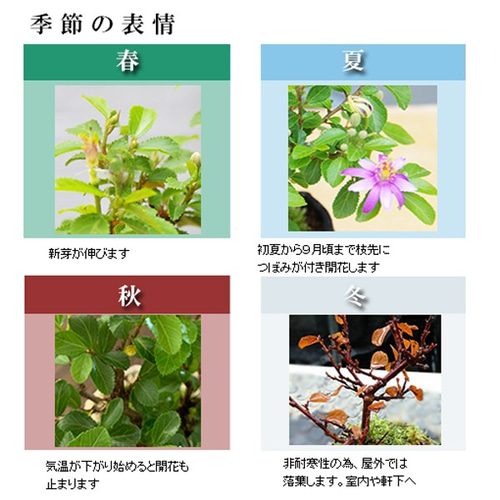 毎年5月から夏ごろに美しい花が楽しめる【睡蓮木（スイレンボク