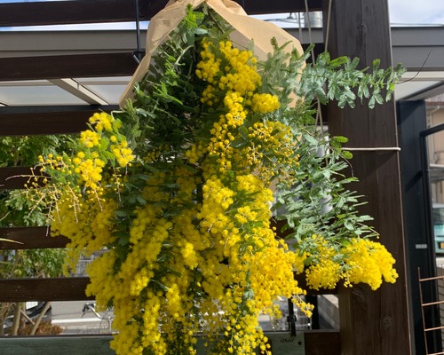 ミモザ ふわふわの黄色🟡 かわいいですね。 春のお花の季節は