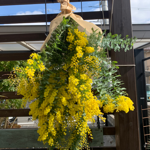 ミモザ 銀葉アカシア 【今週末出荷予定分】生花 スワッグ 切花 ミモザ 銀葉アカシア 【今週末出荷予定分】生花 スワッグ 切花