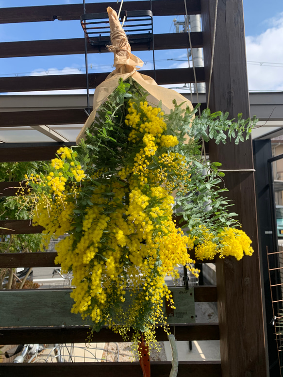 ブルRock様専用 ミモザ切り花 80cm 8本 140サイズ