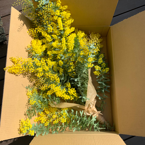 ミモザ 銀葉アカシア 【今週末出荷予定分】生花 スワッグ 切花 ミモザ 銀葉アカシア 【今週末出荷予定分】生花 スワッグ 切花