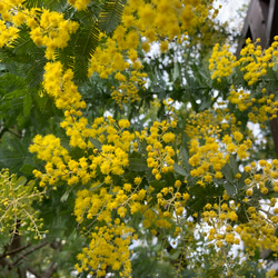 ミモザ 銀葉アカシア 【今週末出荷予定分】生花 スワッグ 切花 無農薬 3枚目の画像