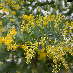 ミモザ 銀葉アカシア 【今週末出荷予定分】生花 スワッグ 切花 無農薬 4枚目の画像