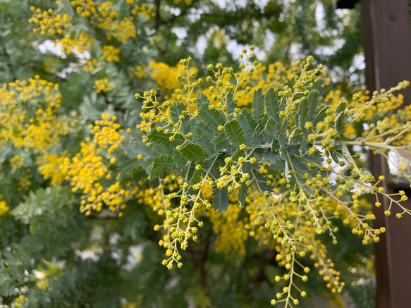 ミモザ 銀葉アカシア 【今週末出荷予定分】生花 スワッグ 切花 無農薬 4枚目の画像