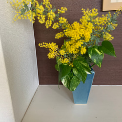 ミモザ 銀葉アカシア 【今週末出荷予定分】生花 スワッグ 切花 無農薬 5枚目の画像