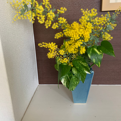 ミモザ 銀葉アカシア 【今週末出荷予定分】生花 スワッグ 切花 ミモザ 銀葉アカシア 【今週末出荷予定分】生花 スワッグ 切花