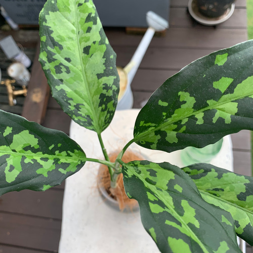アグラオネマ ピクタム ニルヴァーシュ 常温 常湿 観葉植物