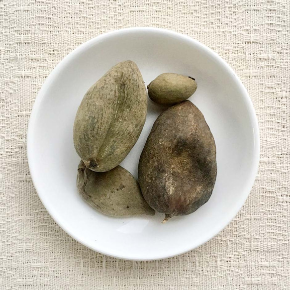 ゴバイシ（五倍子）100g ◆ 草木染（材料）天然・植物染料 1枚目の画像