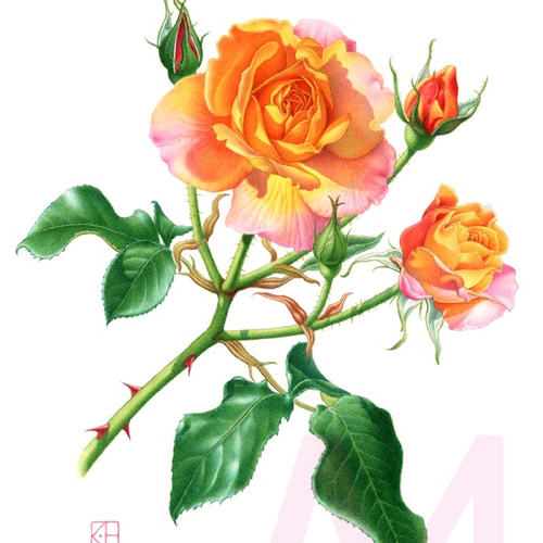 水彩花鳥」シリーズ「スヴニール・ドゥ・アンネ・フランク」A4 絵画 K