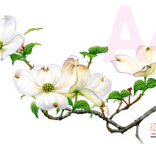 水彩花鳥」シリーズ「ハナミズキ」A4 絵画 K・HAMA 通販 9131908