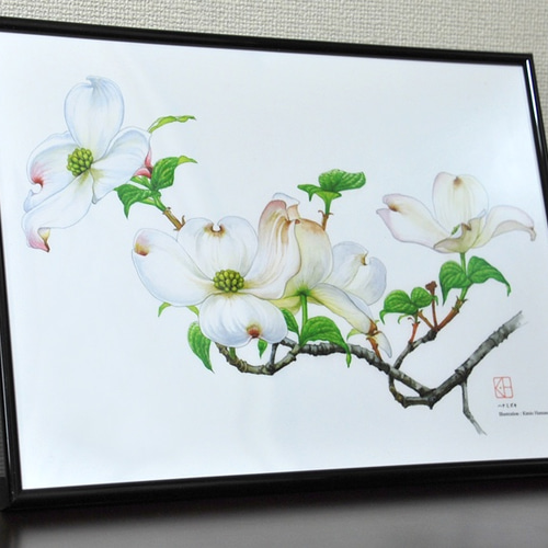 水彩花鳥」シリーズ「ハナミズキ」A4 絵画 K・HAMA 通販 9131908