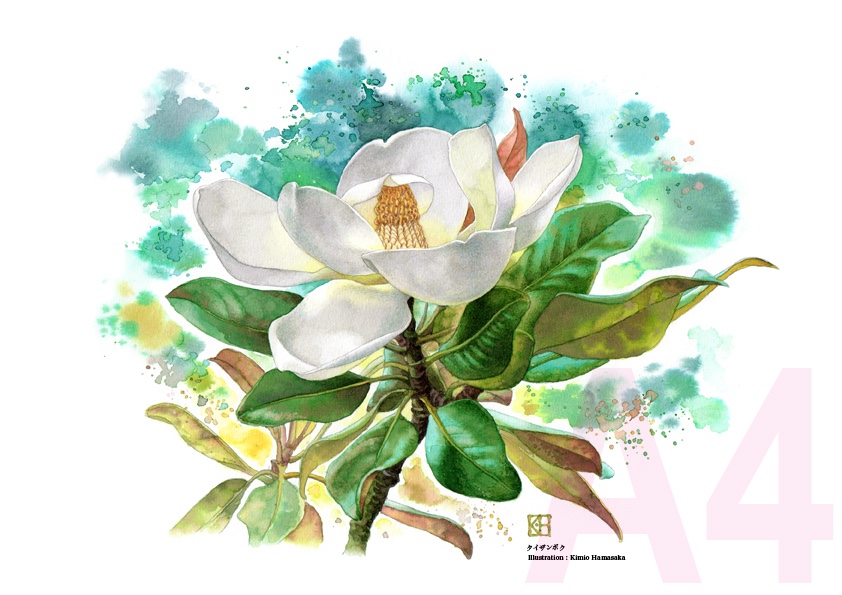 水彩画　風車花 　キム謹一画伯