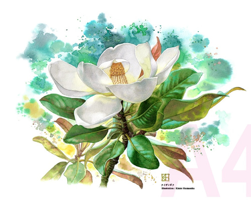 水彩画(花)№207 0_f1a18bb3e06cb446df9f5b521cca