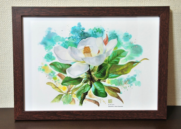 「水彩花鳥」シリーズ「タイザンボク」A4 2枚目の画像