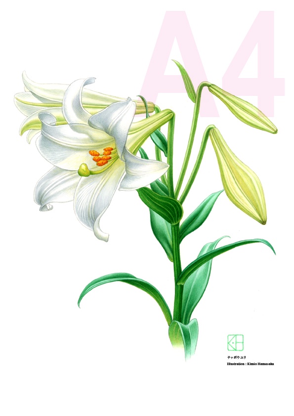水彩画(てっぽうゆり)№139 水彩画(てっぽうゆり)№139