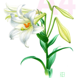 ゆりの絵 水彩花鳥」シリーズ「テッポウユリ」A4 絵画 K・HAMA 通販 9132412