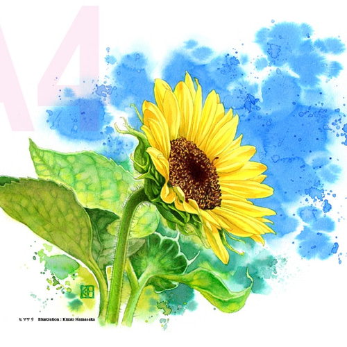 水彩花鳥」シリーズ「ヒマワリ」A4 絵画 K・HAMA 通販 9132489 水彩花鳥」シリーズ「ヒマワリ」A4 絵画 K・HAMA 通販 9132489
