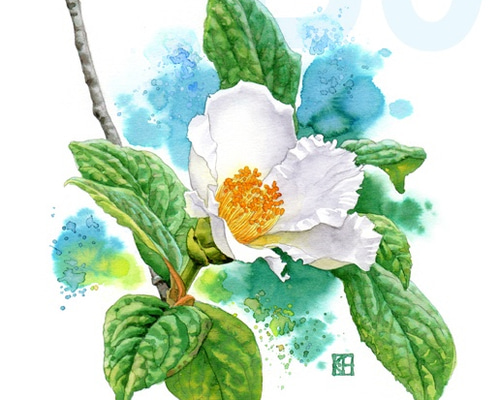 水彩花鳥」シリーズ「ナツツバキ」B5 絵画 K・HAMA 通販