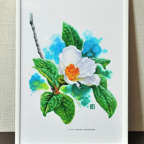 水彩花鳥」シリーズ「ナツツバキ」B5 絵画 K・HAMA 通販