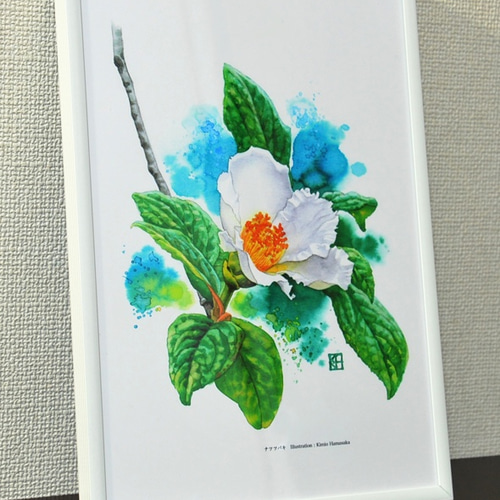 水彩花鳥」シリーズ「ナツツバキ」B5 絵画 K・HAMA 通販