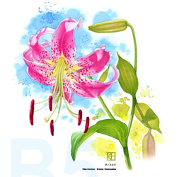 水彩花鳥」シリーズ「カノコユリ」B5 絵画 K・HAMA 通販 9132928