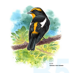 水彩花鳥」シリーズ「ヤマガラ」B5 絵画 K・HAMA 通販 9134189