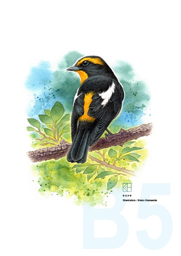 水彩花鳥」シリーズ「キビタキ」B5 絵画 K・HAMA 通販 9133304