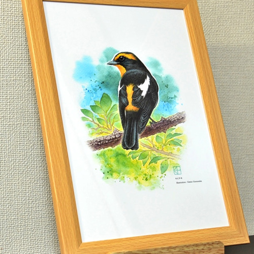 水彩花鳥」シリーズ「キビタキ」B5 絵画 K・HAMA 通販 9133304