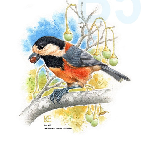 水彩画 カワセミ 絵画 makochin 通販 16447748｜Creema(クリーマ)