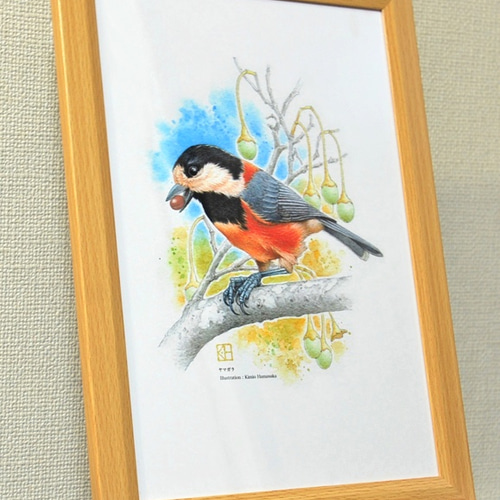 水彩花鳥」シリーズ「ヤマガラ」B5 絵画 K・HAMA 通販 9134189