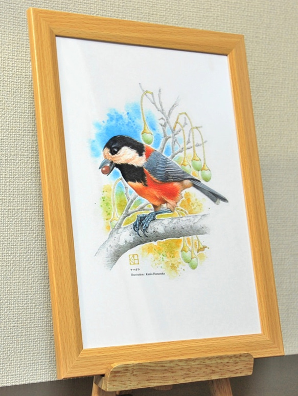 「水彩花鳥」シリーズ「ヤマガラ」B５ 3枚目の画像