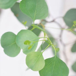 【送料無料】銅釉ポポラス葉器 7枚目の画像