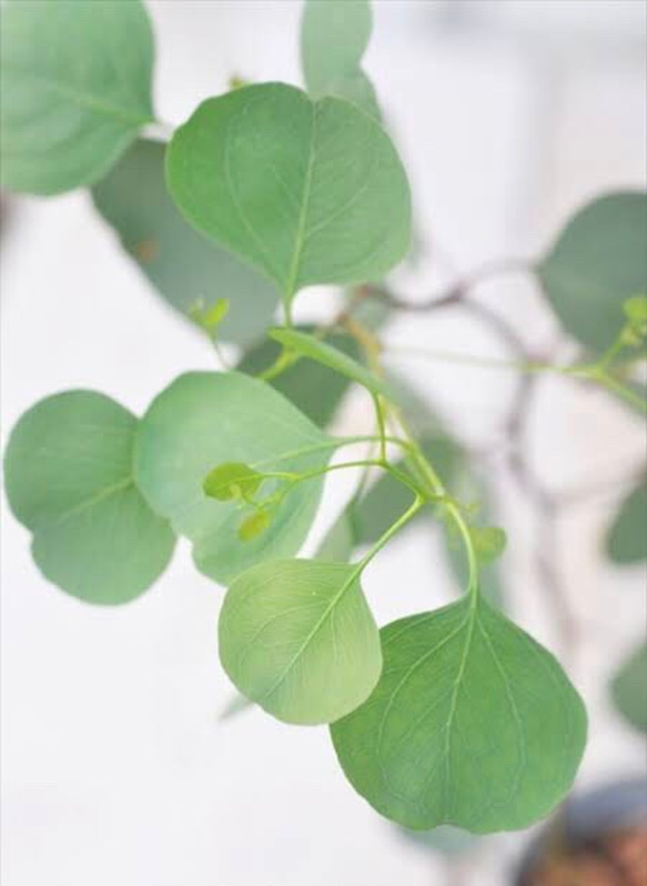 【送料無料】銅釉ポポラス葉器 7枚目の画像