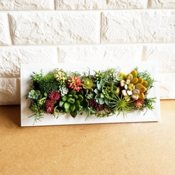 ★送料無料／多肉植物好きさんにオススメ♪ Plants frame「 Succulent（ｻｷｭﾚﾝﾄ）№2」 4枚目の画像