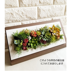 ★送料無料／多肉植物好きさんにオススメ♪ Plants frame「 Succulent（ｻｷｭﾚﾝﾄ）№2」 5枚目の画像