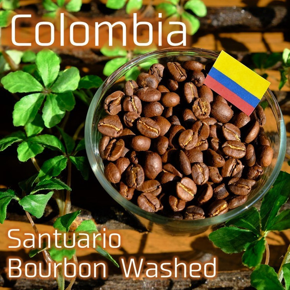 【中深煎り】コロンビア サントゥアリオ ウォッシュド 200g 1枚目の画像