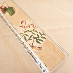 標本定規［古い植物図鑑を封印］ #002 4枚目の画像
