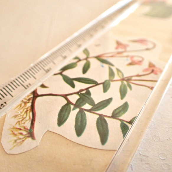標本定規［古い植物図鑑を封印］ #002 5枚目の画像