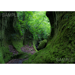癒しの緑、支笏湖苔の回廊（その4）北海道風景写真 1枚目の画像