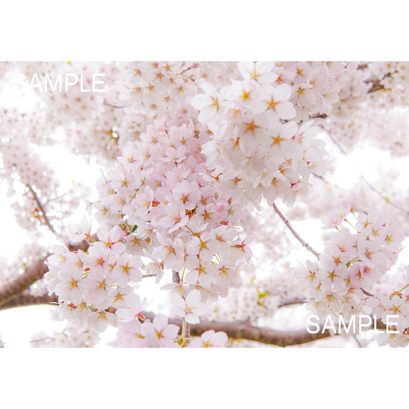 【A4、A3可能】これぞ「桜」ソメイヨシノ・アートポスター 花写真 1枚目の画像